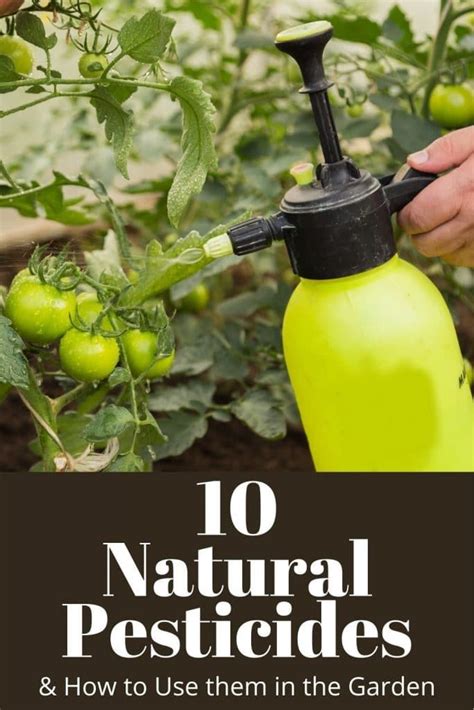 a person using a garden sprayer to remove pests from tomatoes and other ...