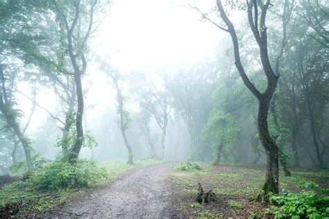 The Scariest and Most Haunted Forests on the Planet