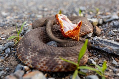 Here are the most venomous snakes to look out for in North Carolina and ...