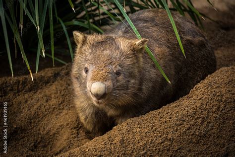 An Australian wombat digs a burrow in the dirt Stock Photo | Adobe Stock