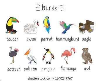 Collection Birds Australian Fish Cant Fly Stock Vector (Royalty Free ...