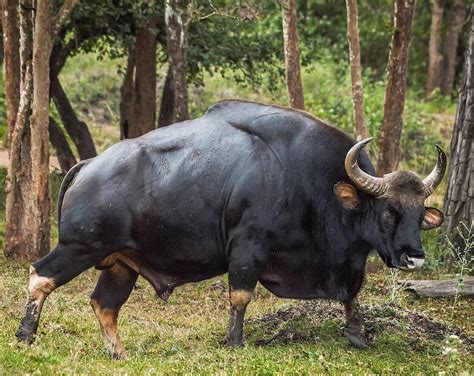 Raw Power! An Indian Gaur in the forests of Karnataka, India Photo by ...