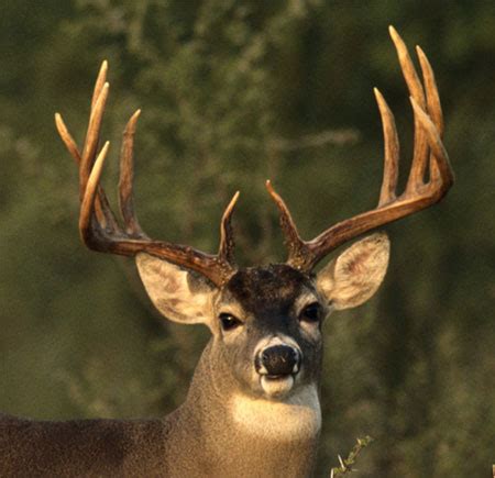 Sweetlix - Antler development in whitetail deer: manage for a monster buck