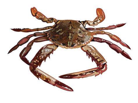 Tips for Using Crabs as Fishing Bait | Salt Water Sportsman