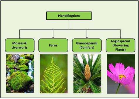 Plant Kingdom Classifications | Plant classification, Types of plants ...