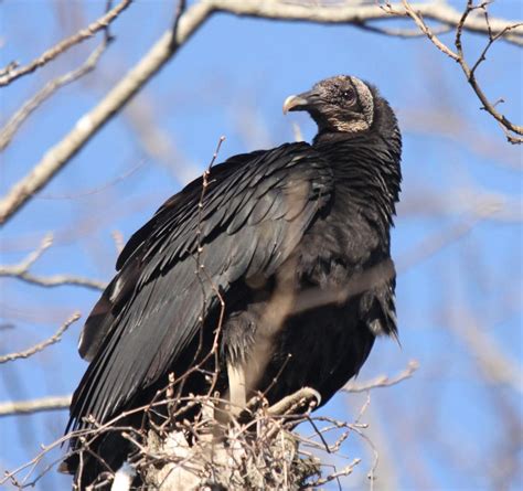 Black vultures are expanding their range in Southern Illinois | Sports ...