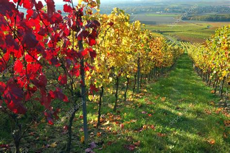 Vineyard, The Rhine Valley, Germany — Stock Photo © miltonia #1669363