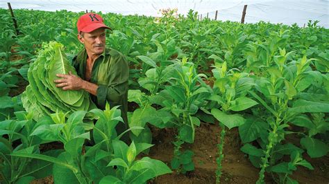 Cuba’s Best Cigar Tobacco Farms | Cigar Aficionado