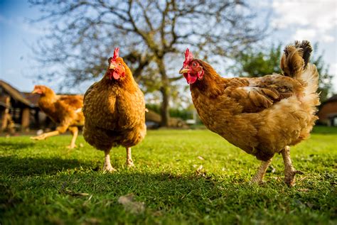 Springtime Chook Care | Poplar Petfood & Produce