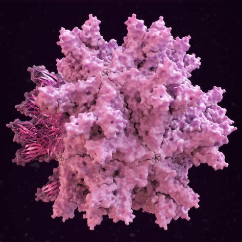 3D model infectious bursal disease virus - TurboSquid 1361379