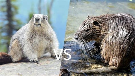 Groundhogs Vs Muskrats – What’s The Difference? – Floofmania