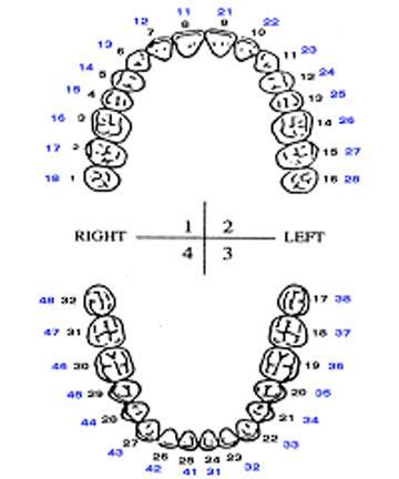 Tooth Numbering System | Tooth chart, Dental photos, Dental