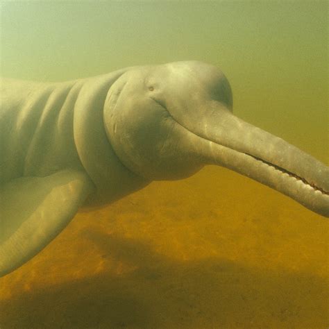 Amazon River Dolphin (Boto) Facts