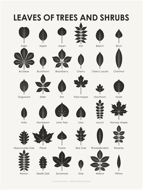 Identification Chart | Leaves of Trees and Shrubs – Iris Luckhaus ...