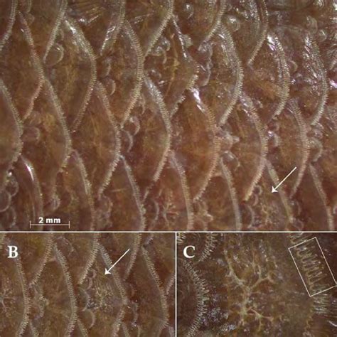 Ctenoid scales with only marginal cteni (i.e., no ctenial bases in the ...