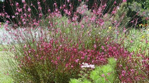 Guara plant resembles whirling butterflies | Gaura plant, Plants, Gaura