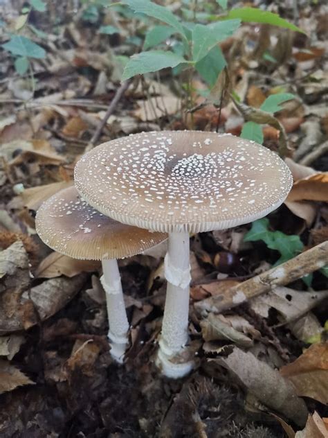 Panther Cap (Amanita pantherina): Identification, Look-Alikes, Benefits ...