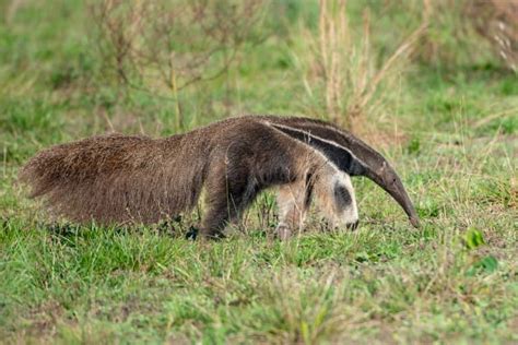 12 Astonishing Giant Anteater Facts - Fact Animal