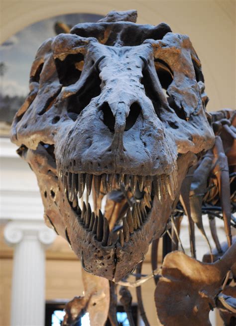 The largest T-rex skull ever found is full of holes and no one knows why