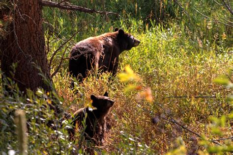 Estes Park, Colorado Unique Camping Sites | Estes Park / Rocky Mountain ...