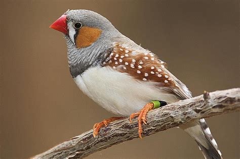 Zebra Finch Breeding Basics