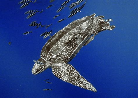 Protection for Endangered Leatherback Sea Turtle At Risk | Turtle ...