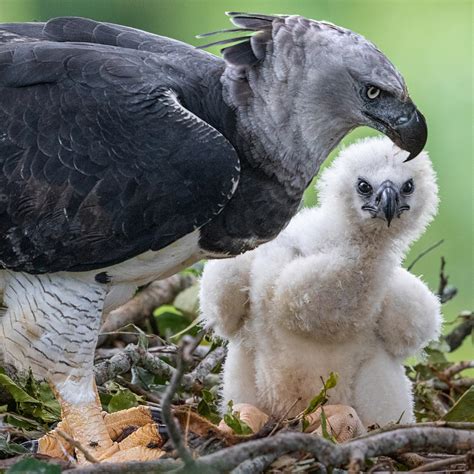 Harpy Eagle Hunting Sloth