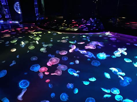 Sumida Aquarium's new jellyfish chamber is the dreamiest place in Tokyo ...