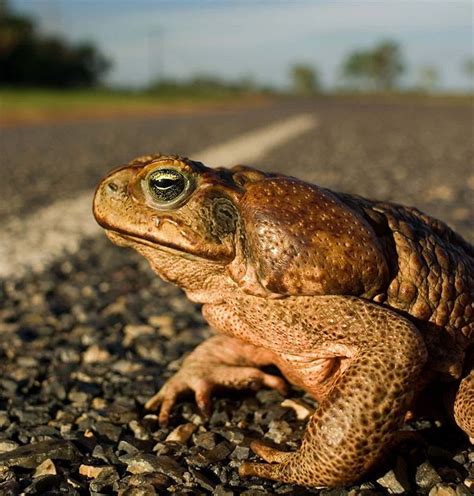 How indigenous expertise improves science: the curious case of shy ...