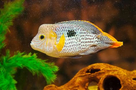 Aequidens rivulatus. Green Terror Cichlid in aquarium. | Aquariadise