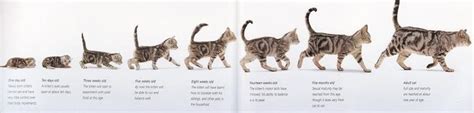 a book with cats walking on the pages and in front of it is an image of ...