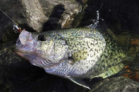 The 10 Best Crappie Lures of 2024 - WooFish.com