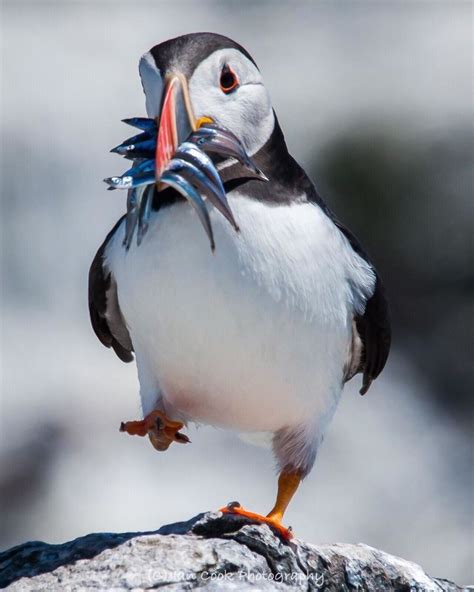 Puffin. Inner Farne, Farne Islands Northumberland. | Farne islands ...