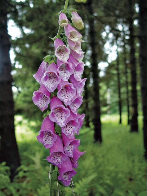 Foxglove Varieties | HGTV