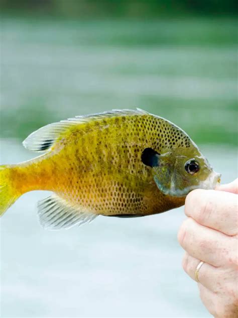 What To Feed Bluegill In An Aquarium - Grower Today