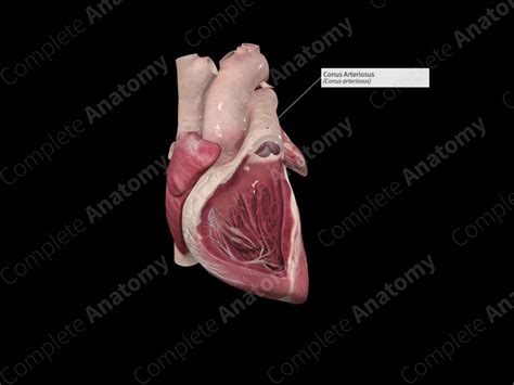 Conus Arteriosus | Complete Anatomy