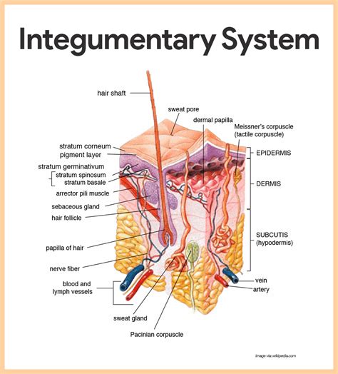 Integumentary System Anatomy and Physiology - Nurseslabs