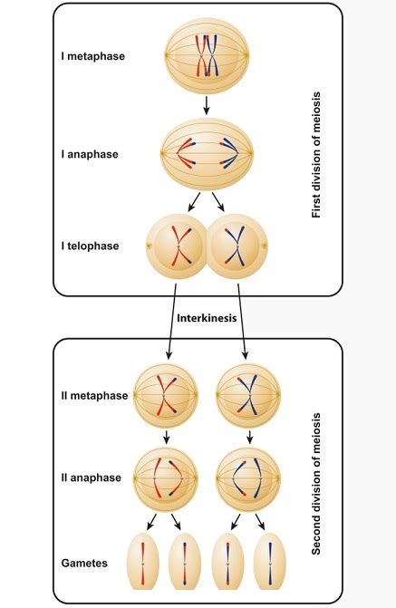 Prophase II | Biology Dictionary