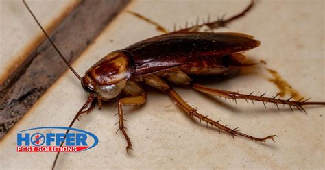 American Roach Prevention Tips