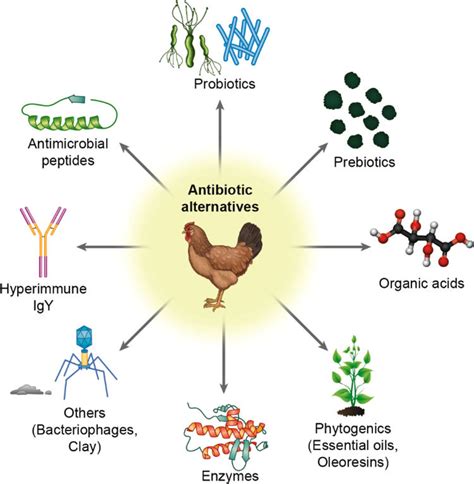 Various classes of antibiotic alternatives that are available for use ...