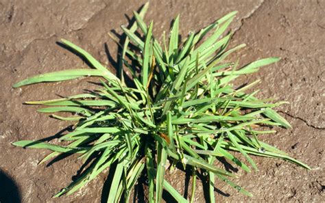 Kentucky Bluegrass | Invasive Species Program | Nebraska