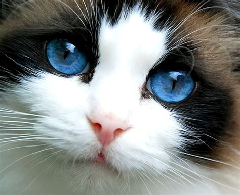 Download Cute Close-up Face Blue Eyes Kitten Animal Cat Cute Cat Image