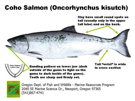 Coho Salmon Identification