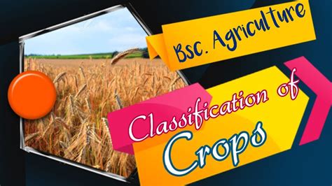 CLASSIFICATION OF AGRICULTURAL CROP || Classification of field crops ...