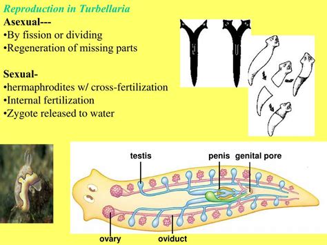 PPT - PHYLUM PLATYHELMINTHES PowerPoint Presentation - ID:335123