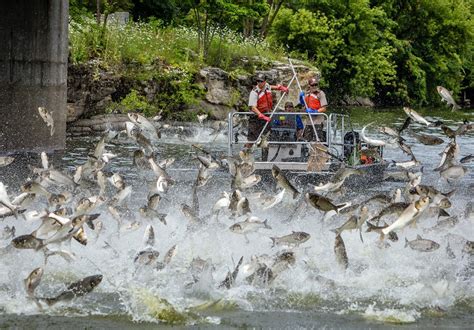 WFF Cautiously Optimistic About Spread of Silver Carp | Outdoor Alabama