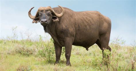 10 Incredible Buffalo Facts - A-Z Animals