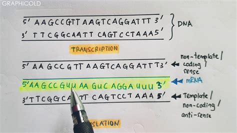 Template Strand Vs Coding Strand: Understanding The Difference - GRAPHICOLD