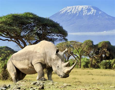 Rhino in front of Kilimanjaro mountain - Amboseli national park Kenya ...