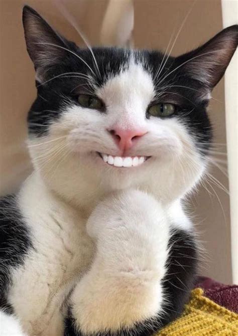 Cats with human teeth! | Cat memes, Funny animals, Cute baby animals